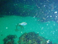 Pterogymnus laniarius