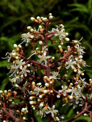 Miconia alata