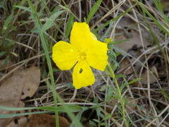 Oenothera berlandieri
