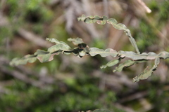 Baccharis crispa