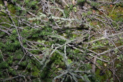 Baccharis crispa