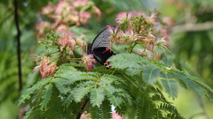 Papilio demetrius