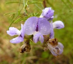 Psoralea glabra