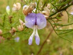 Psoralea glabra