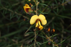 Mirbelia baueri