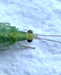 Pseudomallada flavifrons