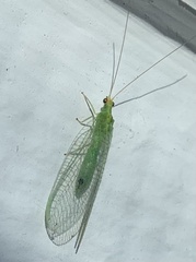 Pseudomallada flavifrons