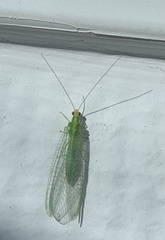 Pseudomallada flavifrons