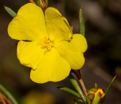 Hibbertia virgata