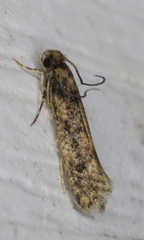 Niditinea fuscella