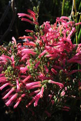 Erica curviflora curviflora
