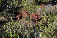 Erica curviflora curviflora