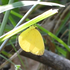 Eurema floricola