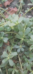 Portulaca oleracea