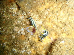 Polycera capensis
