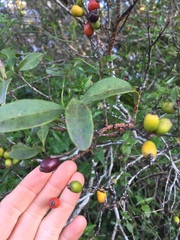 Eugenia uruguayensis