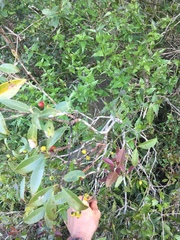 Eugenia uruguayensis