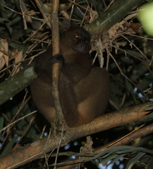 Prolemur simus