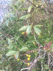 Eugenia uruguayensis