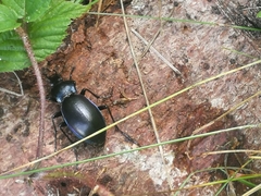 Carabus germarii