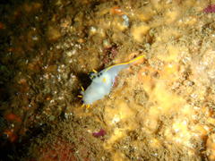 Polycera capensis
