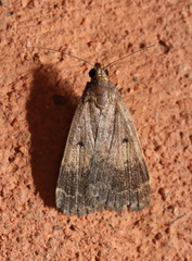 Hydrillodes dimissalis