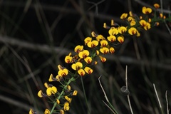 Daviesia squarrosa