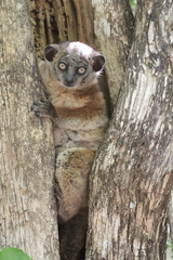 Lepilemur hubbardorum