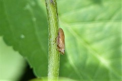 Clovia bipunctata