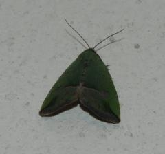 Ozarba nigroviridis