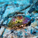 Italian Keyhole Limpet - Photo (c) Nicolas Lagière, some rights reserved (CC BY-NC), uploaded by Nicolas Lagière