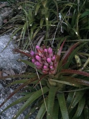 Aechmea recurvata