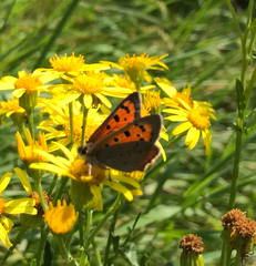 Lycaena phlaeas