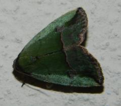 Ozarba nigroviridis