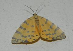 Veniliodes pantheraria