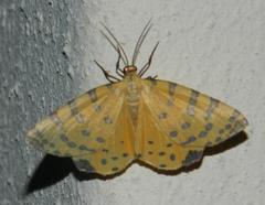 Veniliodes pantheraria