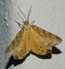 Veniliodes pantheraria