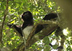 Propithecus edwardsi