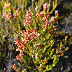 Passerina galpinii