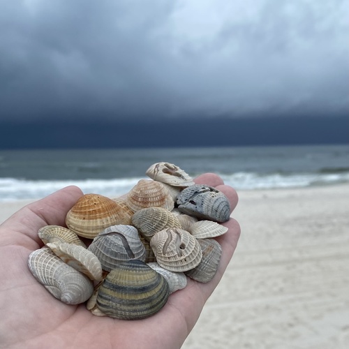 Florida Cross-barred Venus