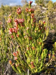 Passerina galpinii