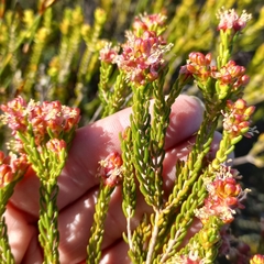 Passerina galpinii