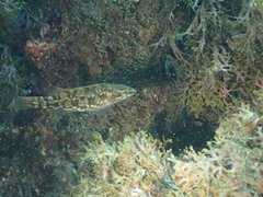 Labrus viridis