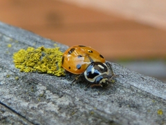 Hippodamia convergens