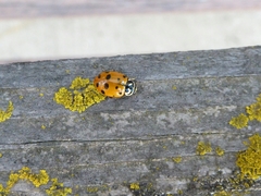 Hippodamia convergens