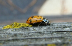 Hippodamia convergens