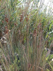 Juncus acutus