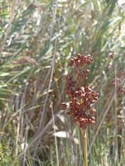 Juncus acutus