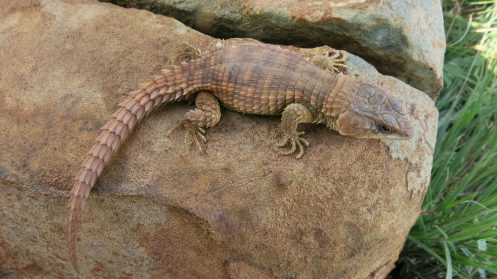 Common Girdled Lizard from klipriversberg nature reserve on April 10, 2014 by Ryan van Huyssteen