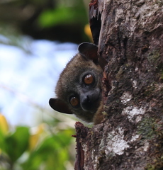 Lepilemur microdon